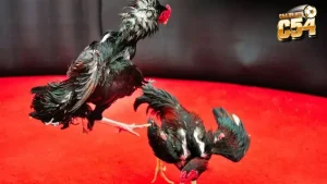 Đá gà 88 đảm bảo an toàn, minh bạch cho mọi người chơi