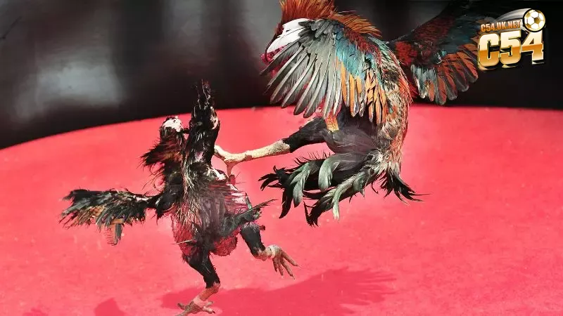 Đá gà cựa sắt Thomo Campuchia: Sân chơi đỉnh cao Đá gà cựa sắt Thomo Campuchia vẫn chiếm ưu thế được nhiều người yêu thích