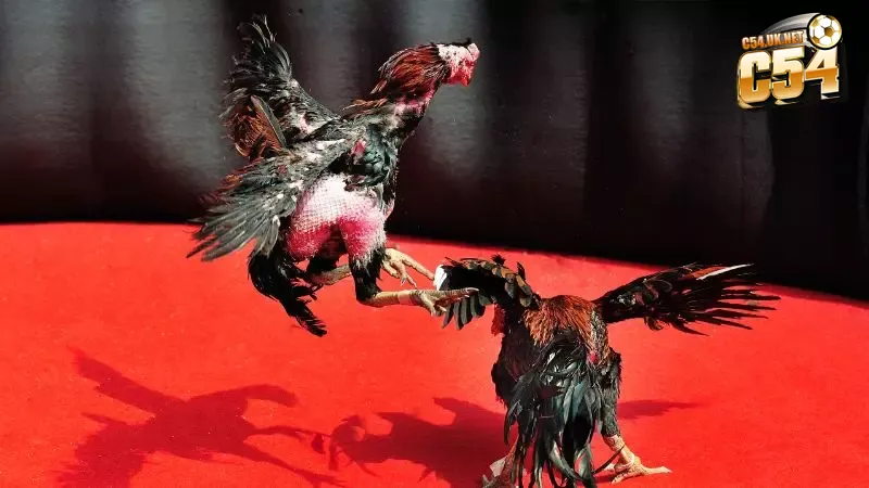 Đặt cược thông minh, chơi có chiến lược khi tham gia tại đá gà 88