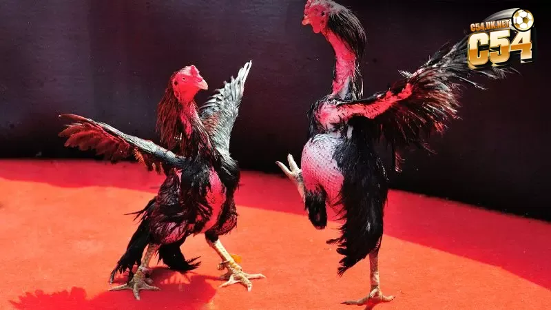 Trực tiếp đá gà C1: Thế giới đỉnh cao của những trận chiến Đấu trường đá gà hợp pháp tại Campuchia và Philippines với giấy phép rõ ràng