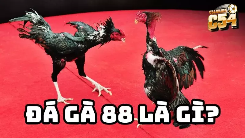Hòa mình vào những trận đấu gà chọi đỉnh cao tại đá gà 88