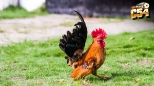 Mỗi hình thức cá cược đều là một trải nghiệm gay cấn