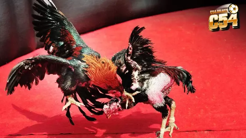 Nhà cái C54 - cầu nối uy tín giúp bạn kết nối với hàng trăm trận đấu từ đá gà 88 chỉ trong tích tắc