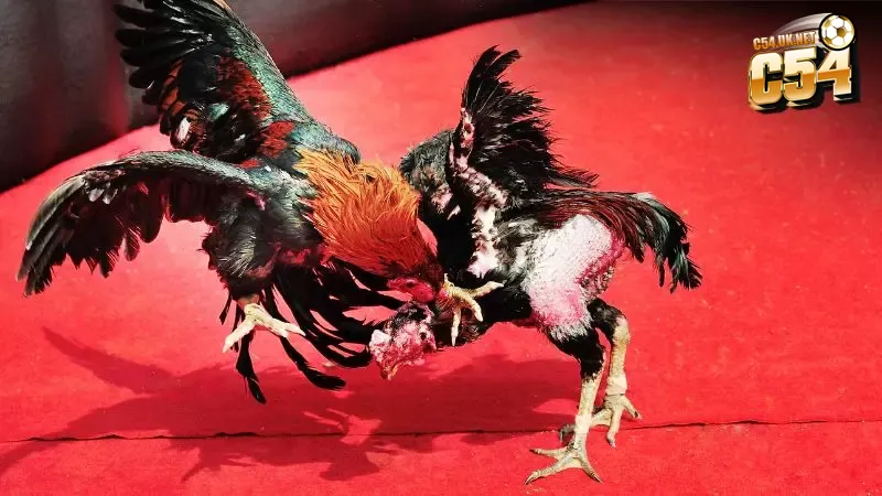 Nhà cái C54 - nơi cung cấp trải nghiệm xem đá gà C1 trực tiếp ổn định và an toàn