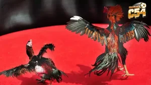 Những đòn đánh hiểm hóc của chiến kê khiến trận đá gà 24 tỷ nóng bỏng từng khoảnh khắc