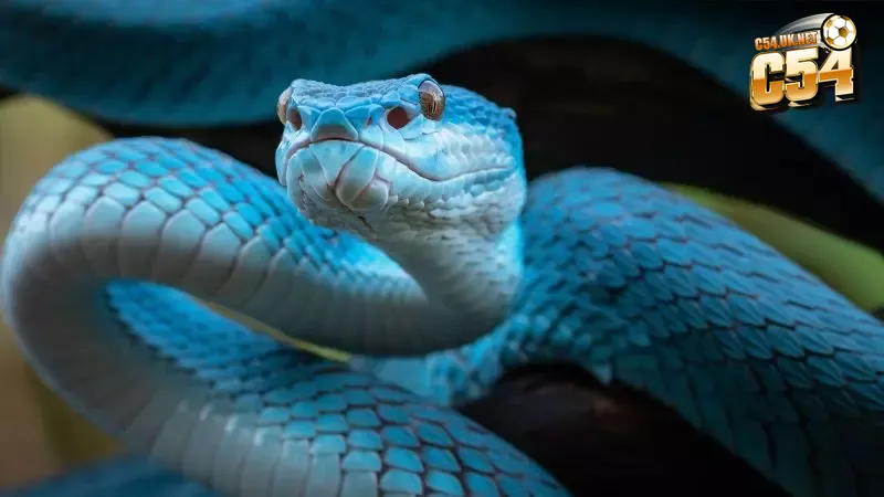 Rắn được xem là linh vật kết nối giữa tiềm thức và vũ trụ trong nhiều nền văn hóa phương Đông