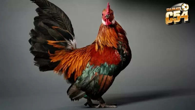 Tập luyện đều đặn mỗi ngày giúp gà tre đạt thể lực và phản xạ đỉnh cao