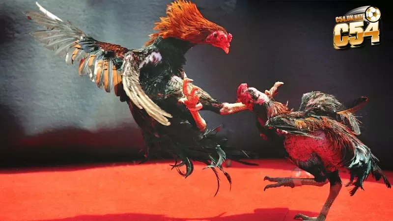 Trực tiếp đá gà C1 với những pha thi đấu kịch tính và hấp dẫn