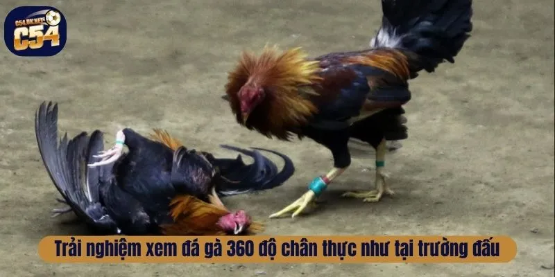 Trải nghiệm xem đá gà 360 độ chân thực như tại trường đấu